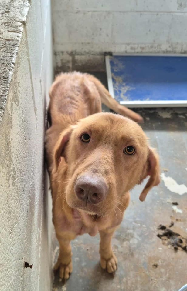Photo of Dandelion