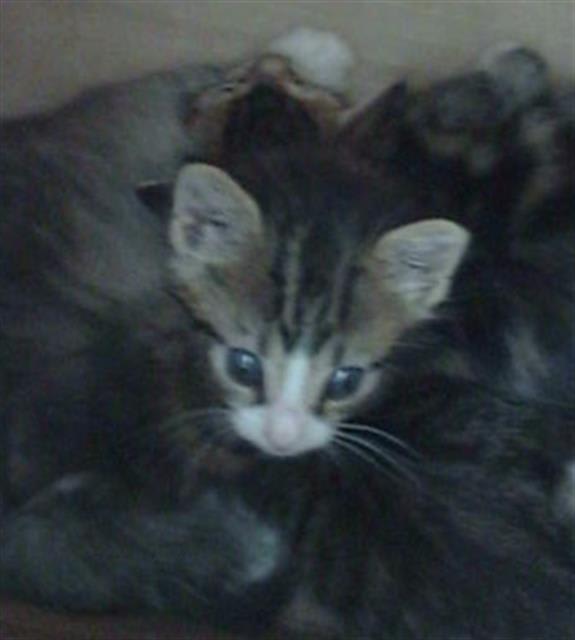 Photo of TACO