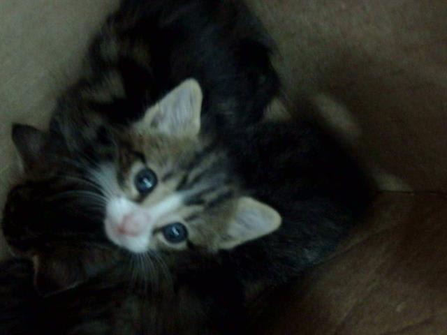 Photo of QUESADILLA