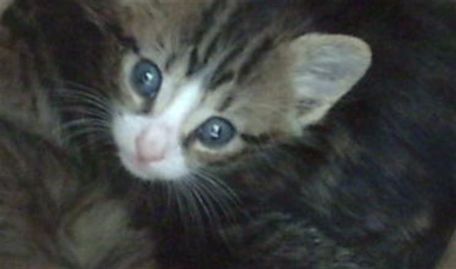 Photo of JALAPENO