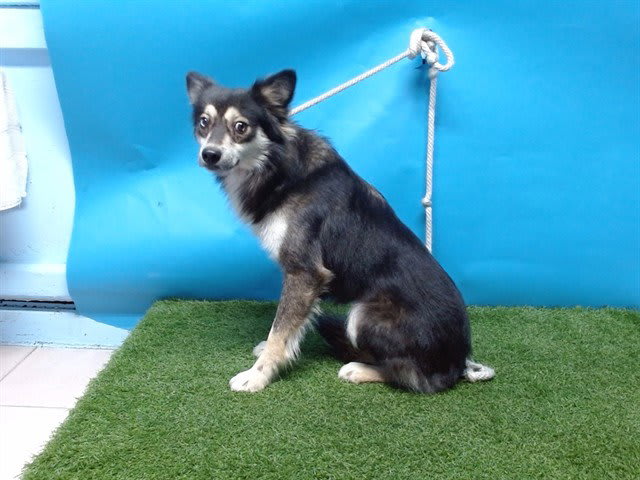 Photo of Dog