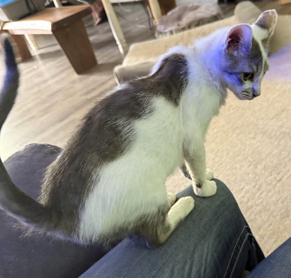 Photo of Sweetie
