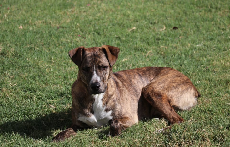 Photo of Comet