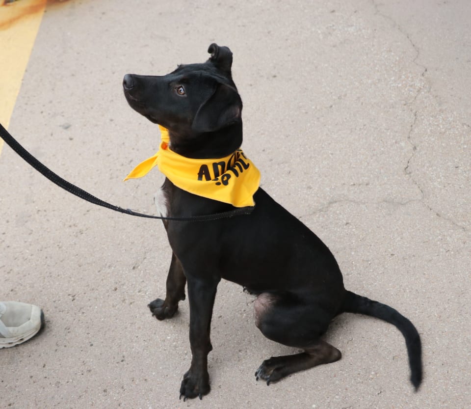 Photo of Kona