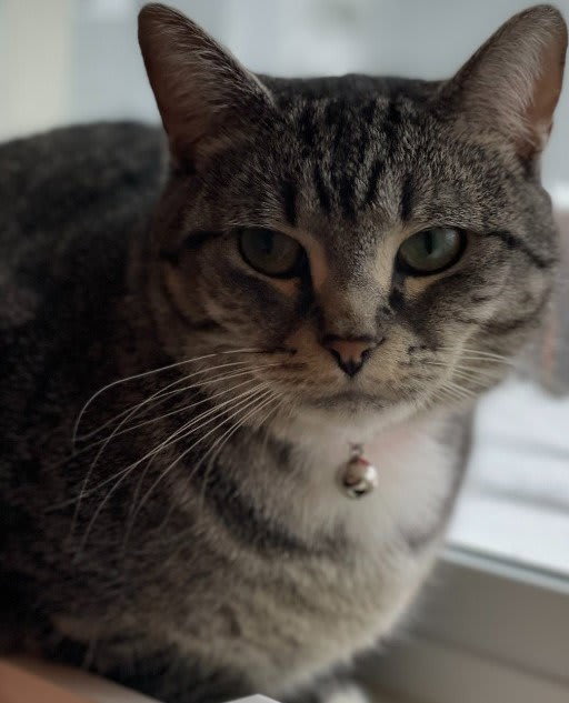 Photo of Rose