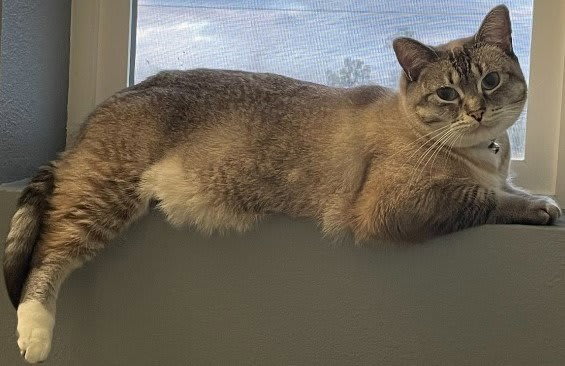 Photo of Pearl