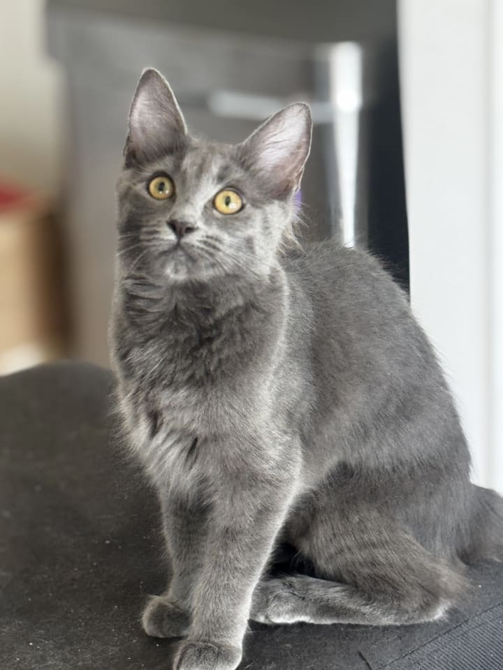 Photo of Petunia
