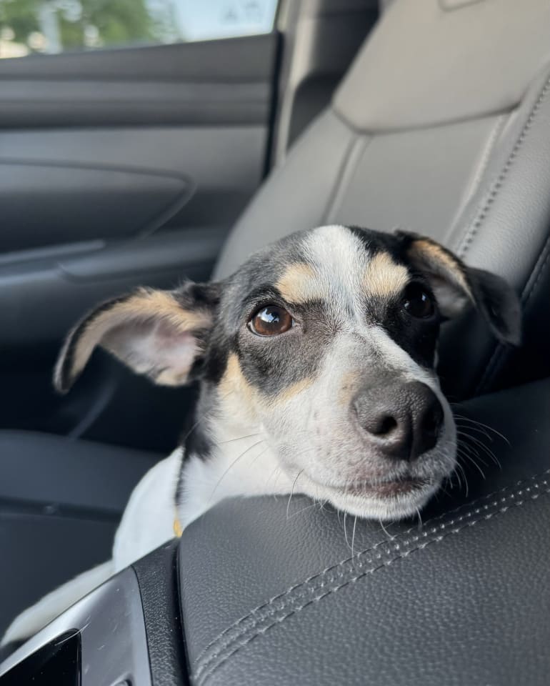 Photo of Hopper