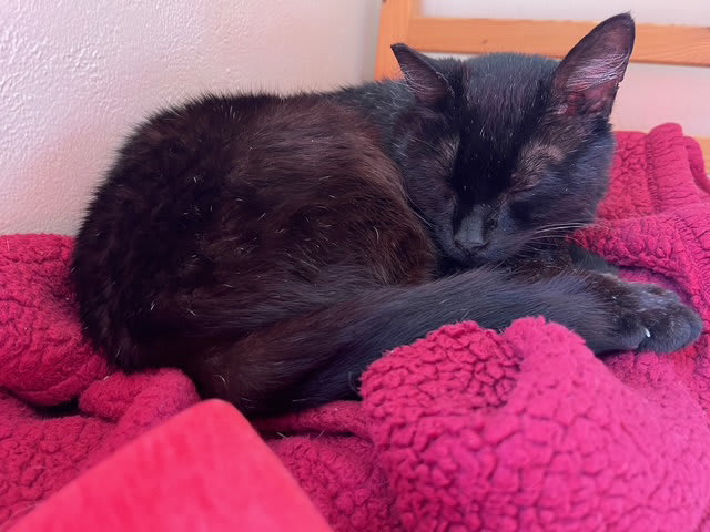 Photo of Poe