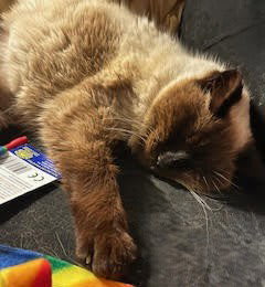 Photo of Misha