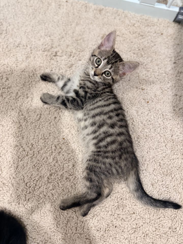 Photo of Jitters