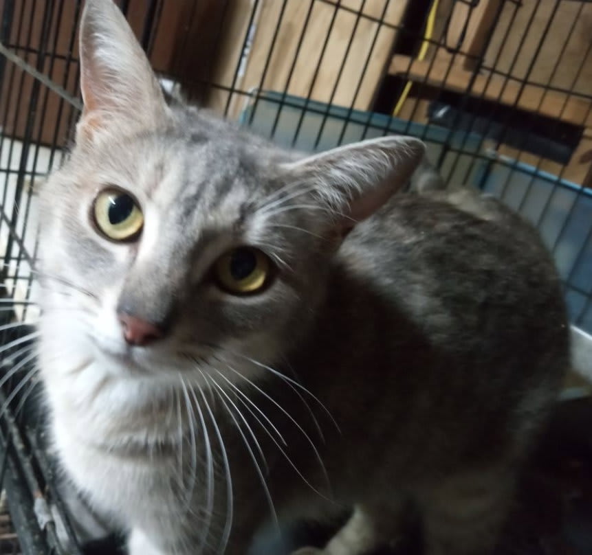 Photo of Merlot