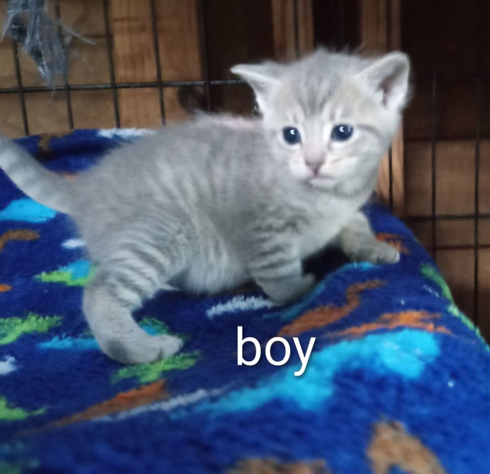 Photo of Muffin