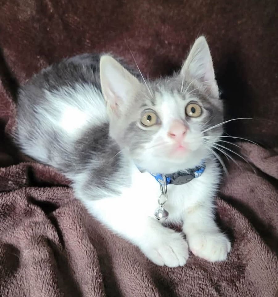 Photo of Gismo
