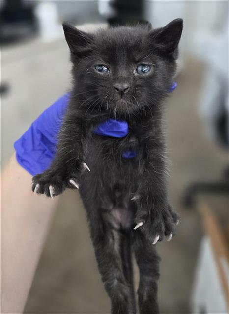 Photo of LOKI