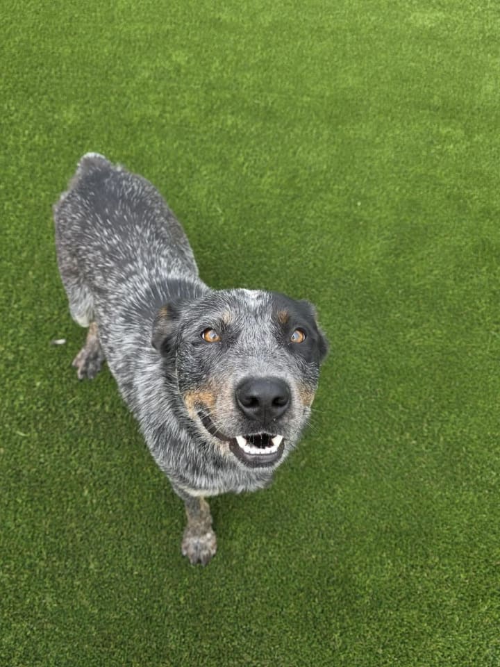 Photo of Outlaw-$75 Adoption Fee! Diamond Dog!