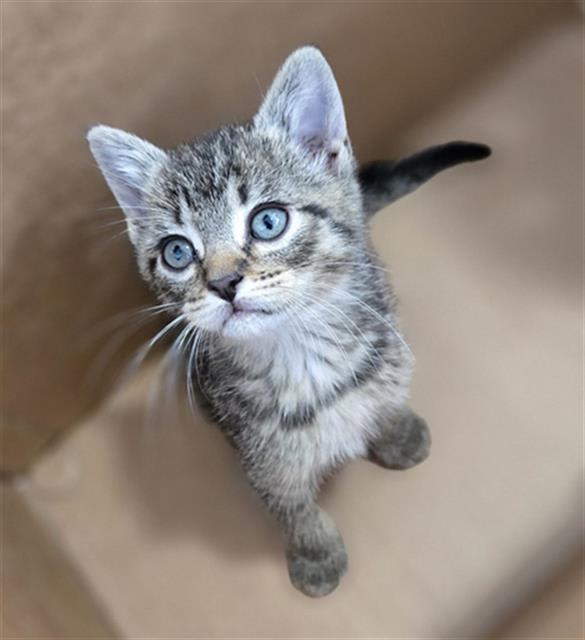 Photo of BUTTERCUP