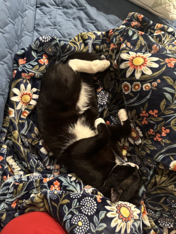 Photo of Jeeves