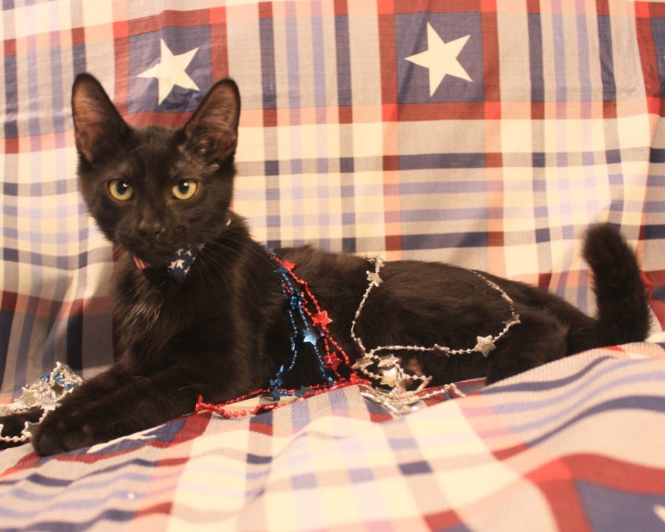 Photo of Rex
