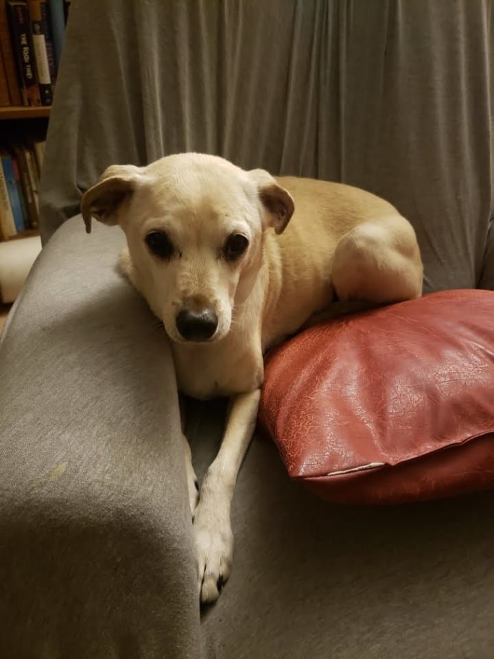 Photo of Lacey(2)