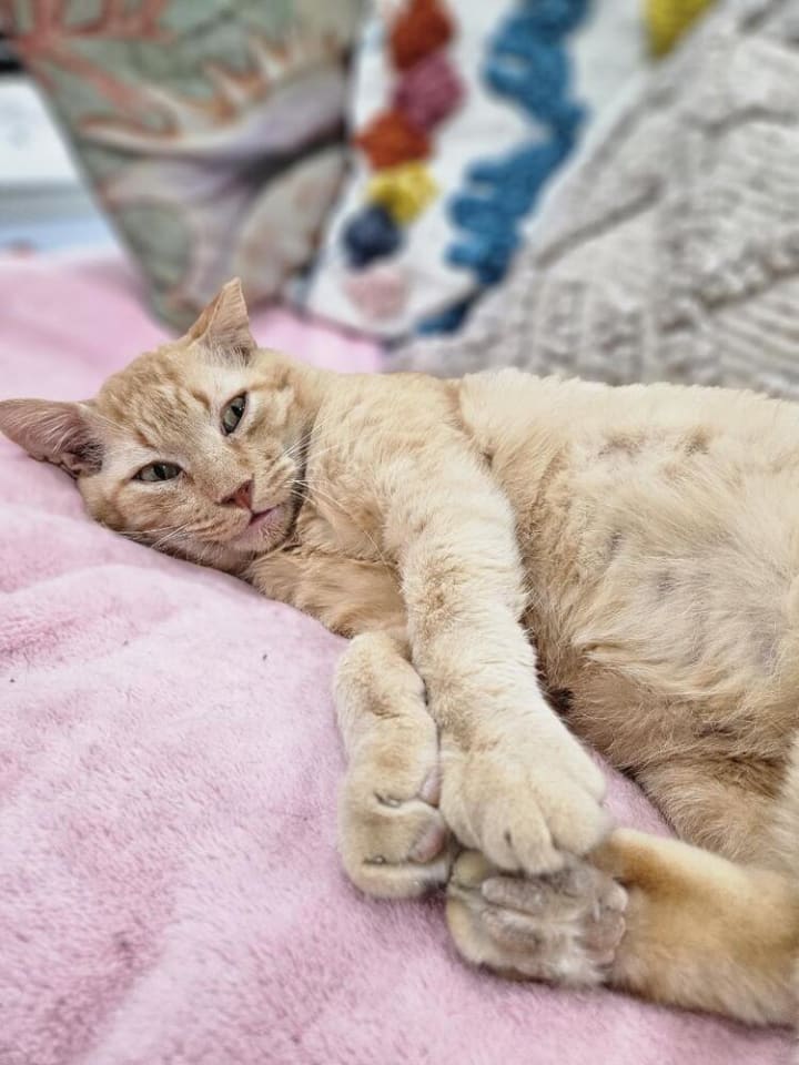 Photo of Valentino