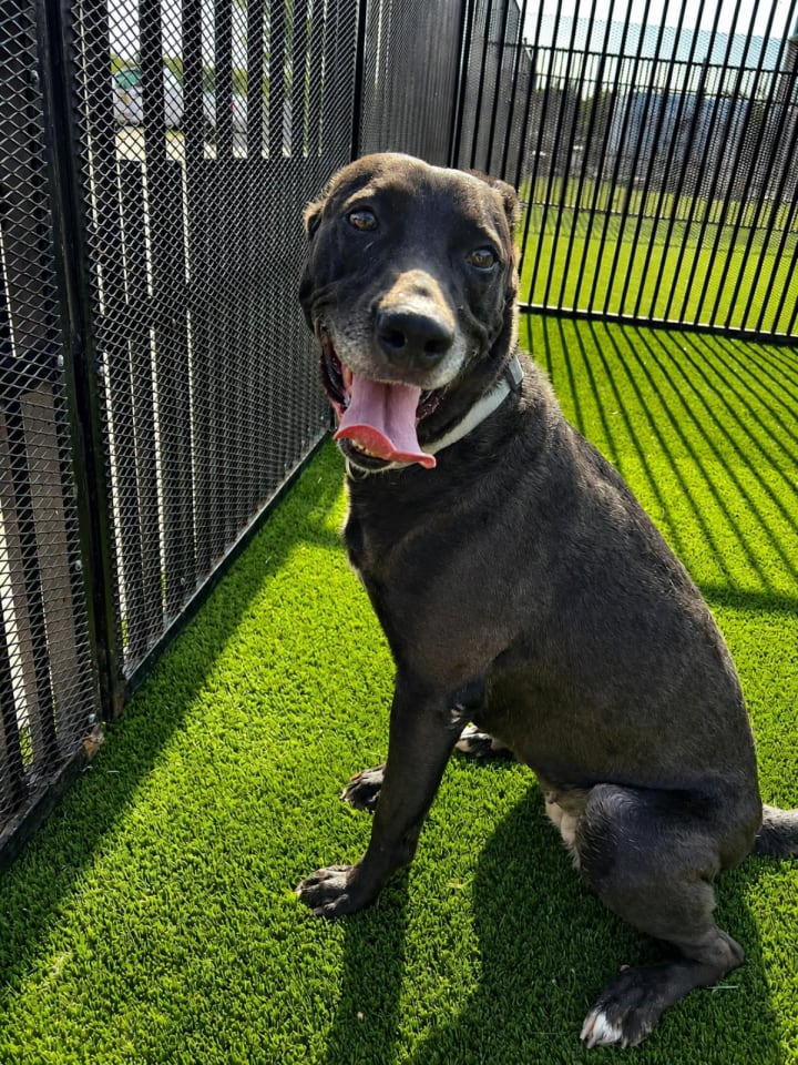 Photo of Stormy-$75 Adoption Fee! Diamond Dog!
