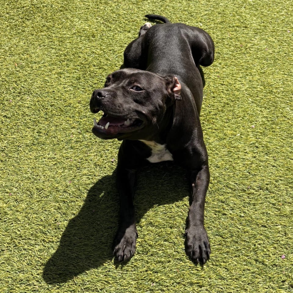 Photo of Tilly