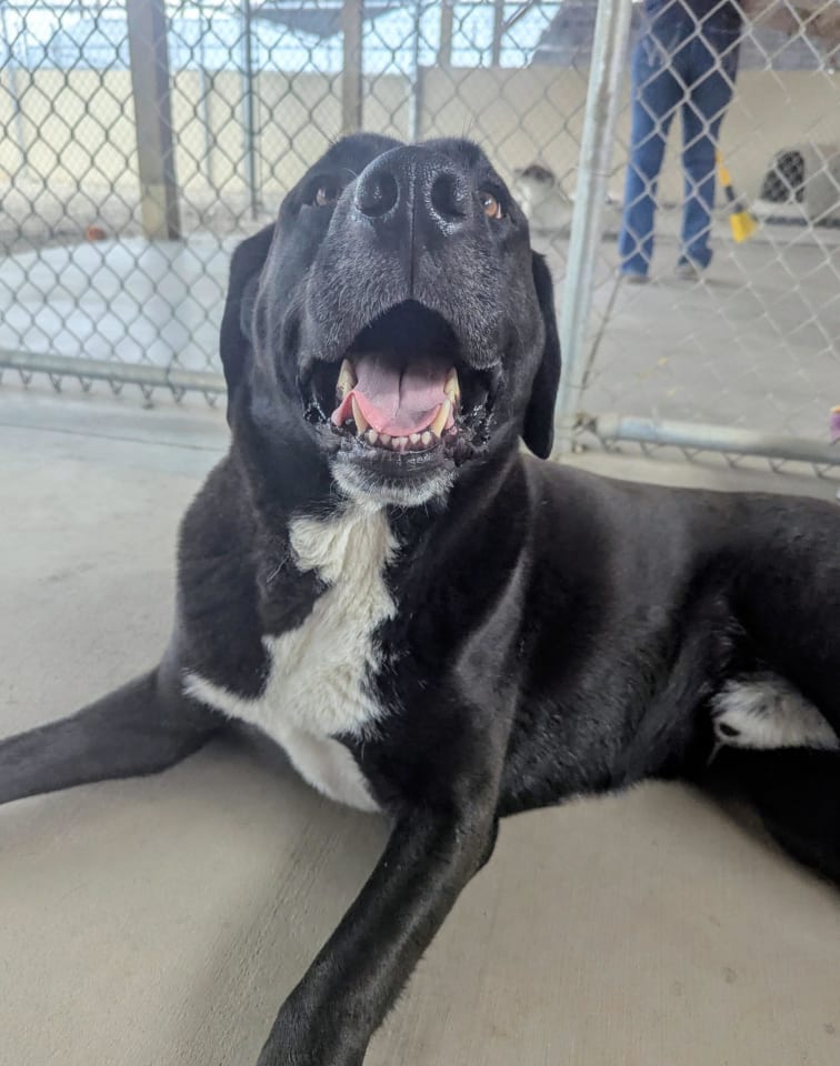 Photo of Goofy