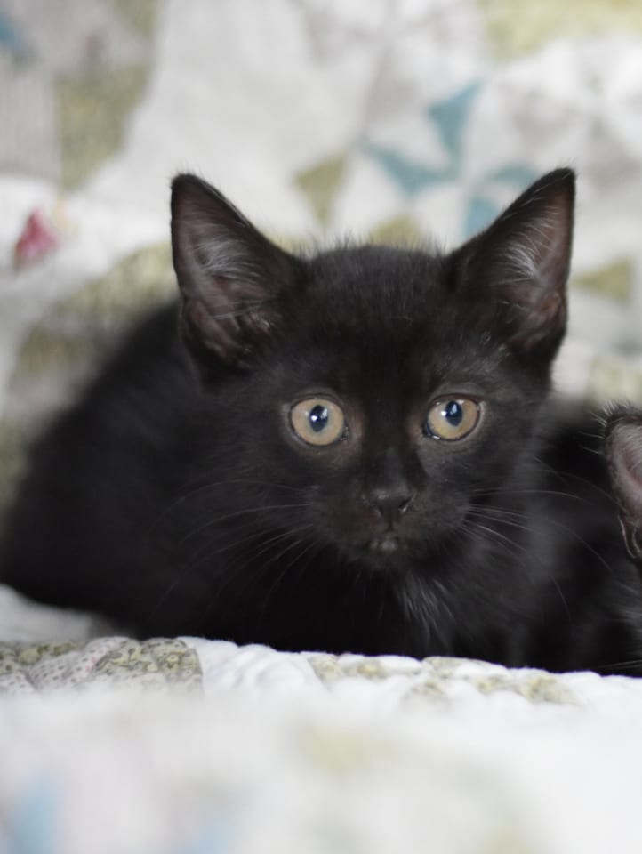 Photo of Binx