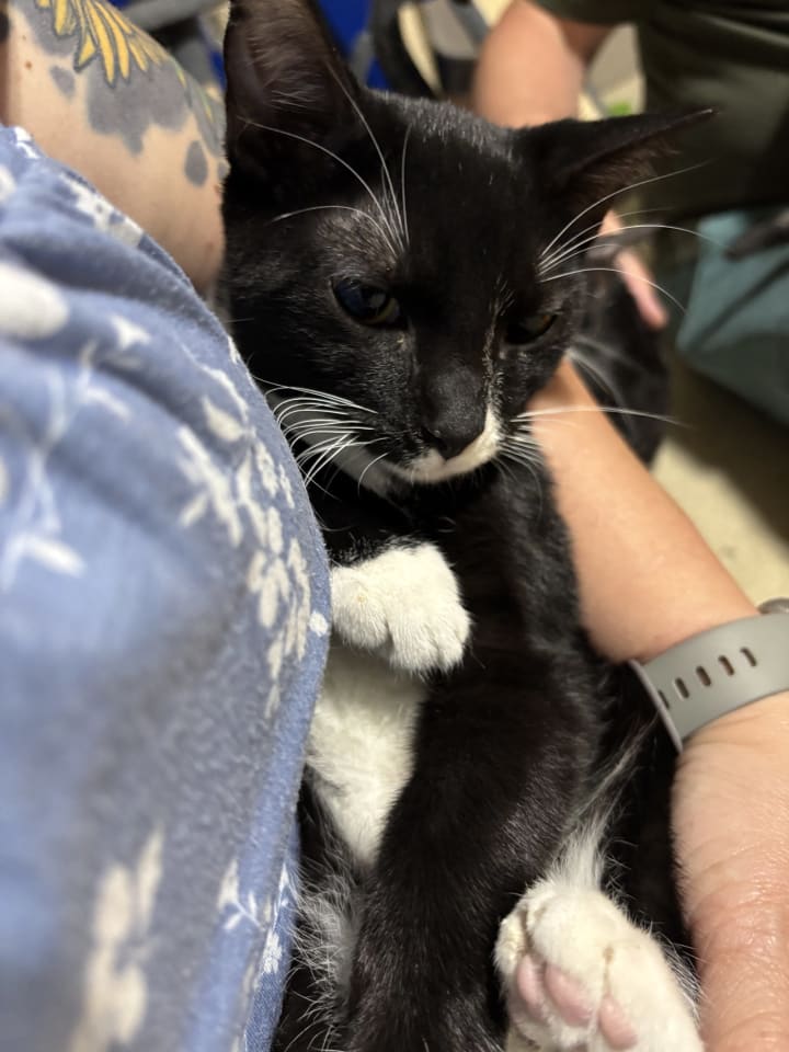 Photo of Colt