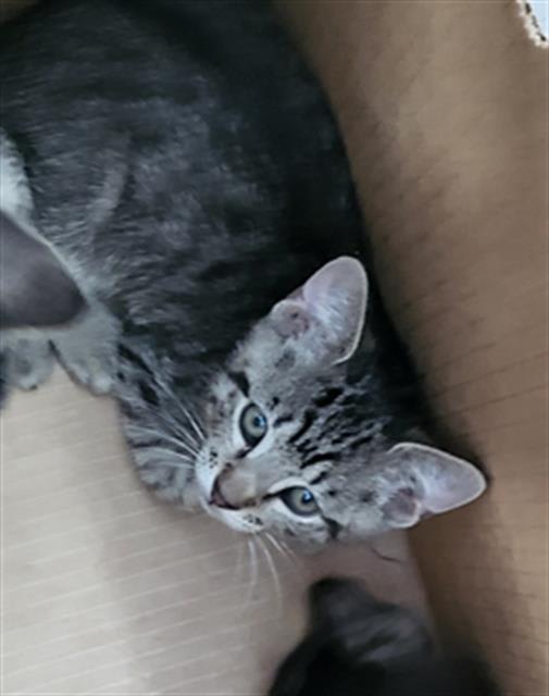 Photo of CHURRO
