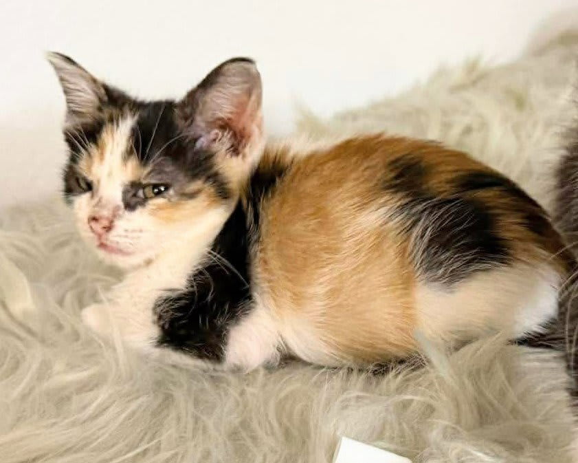 Photo of Marceline