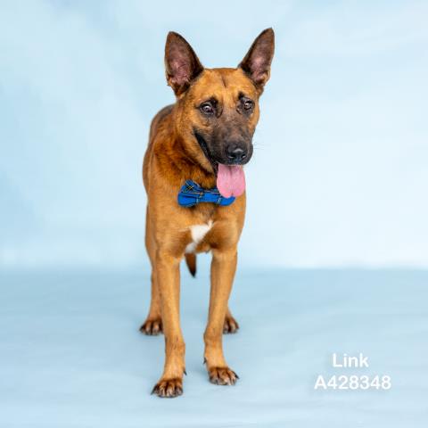 Photo of LINK