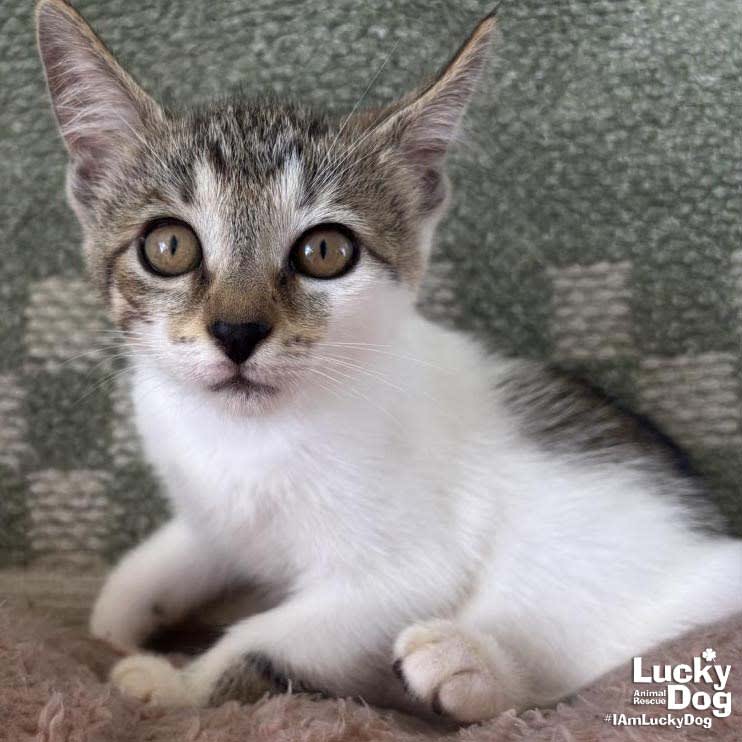 Photo of Tiny Kit Kat