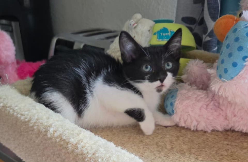 Photo of Sir Meowington