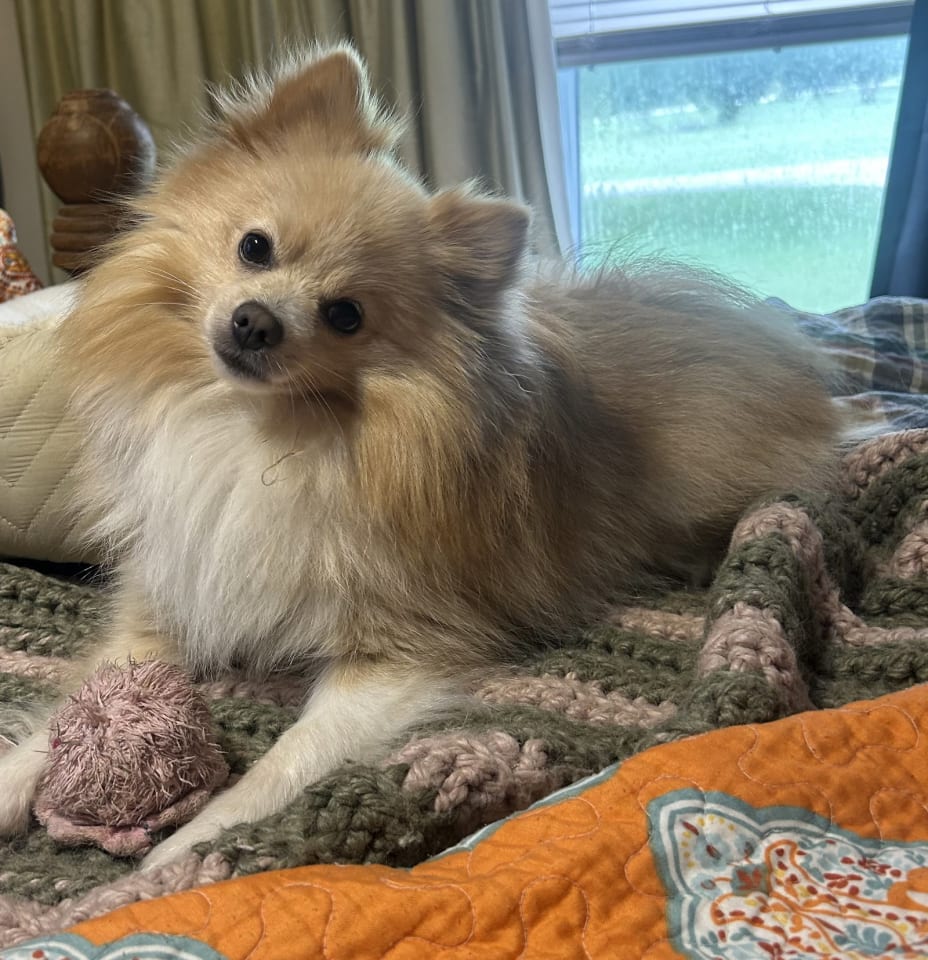 Photo of Bruno