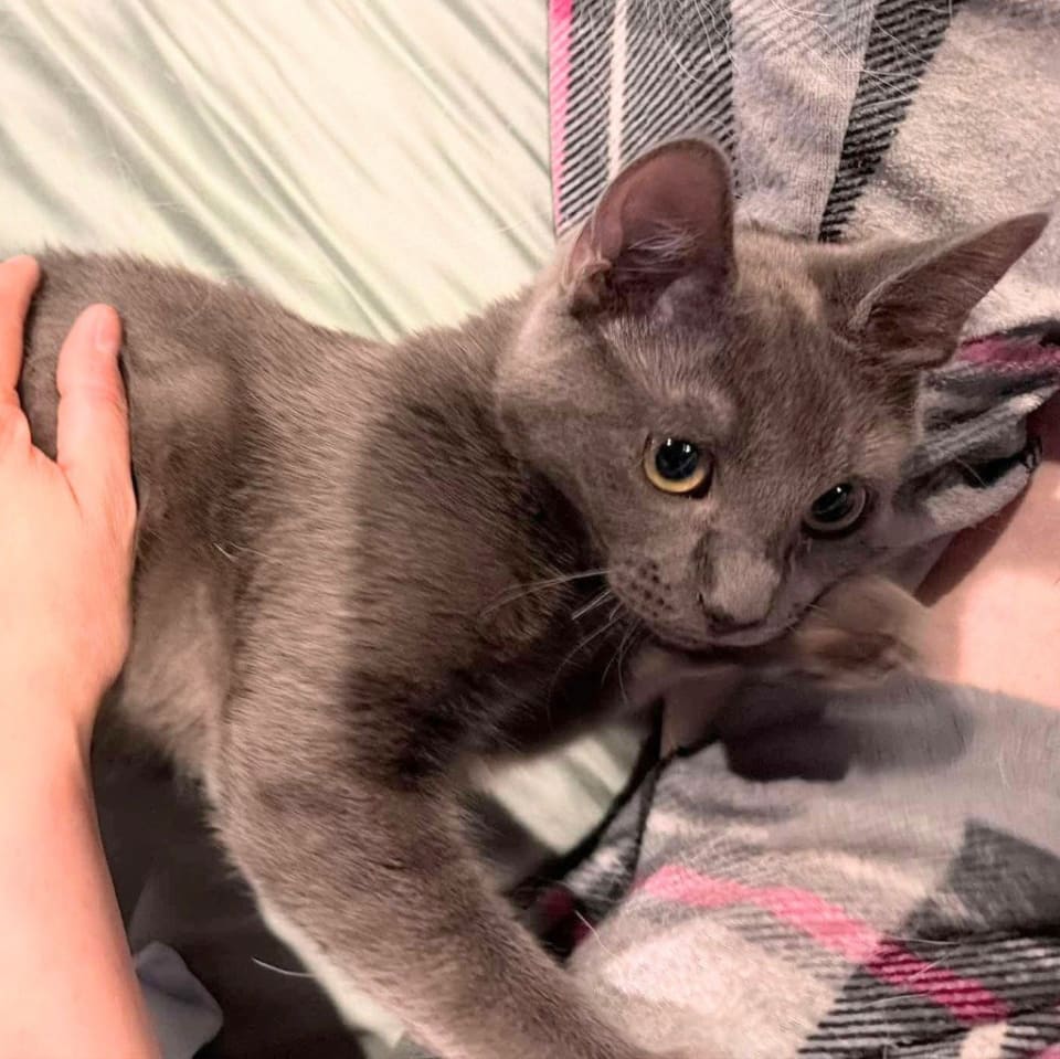 Photo of Lady Grey