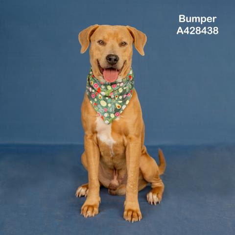 Photo of BUMPER