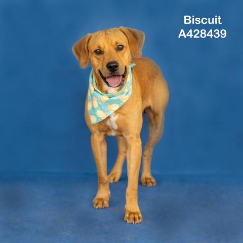 Photo of BISCUIT