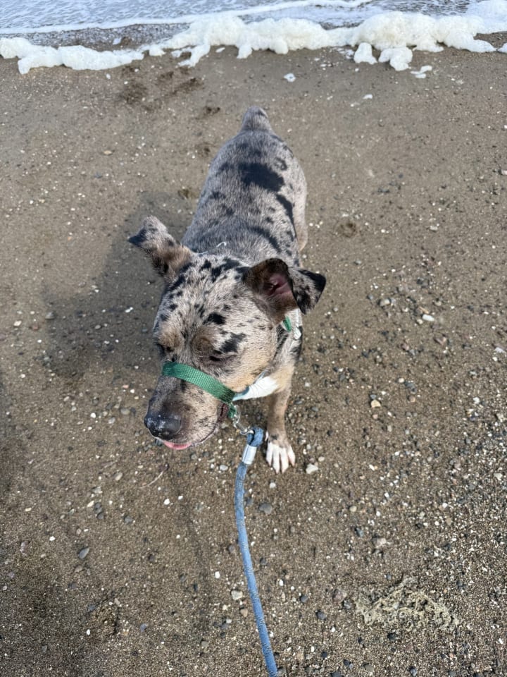 Photo of Luna