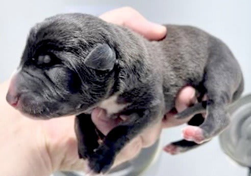 Photo of Dog