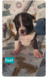 Photo of Reef