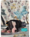 Photo of Splash