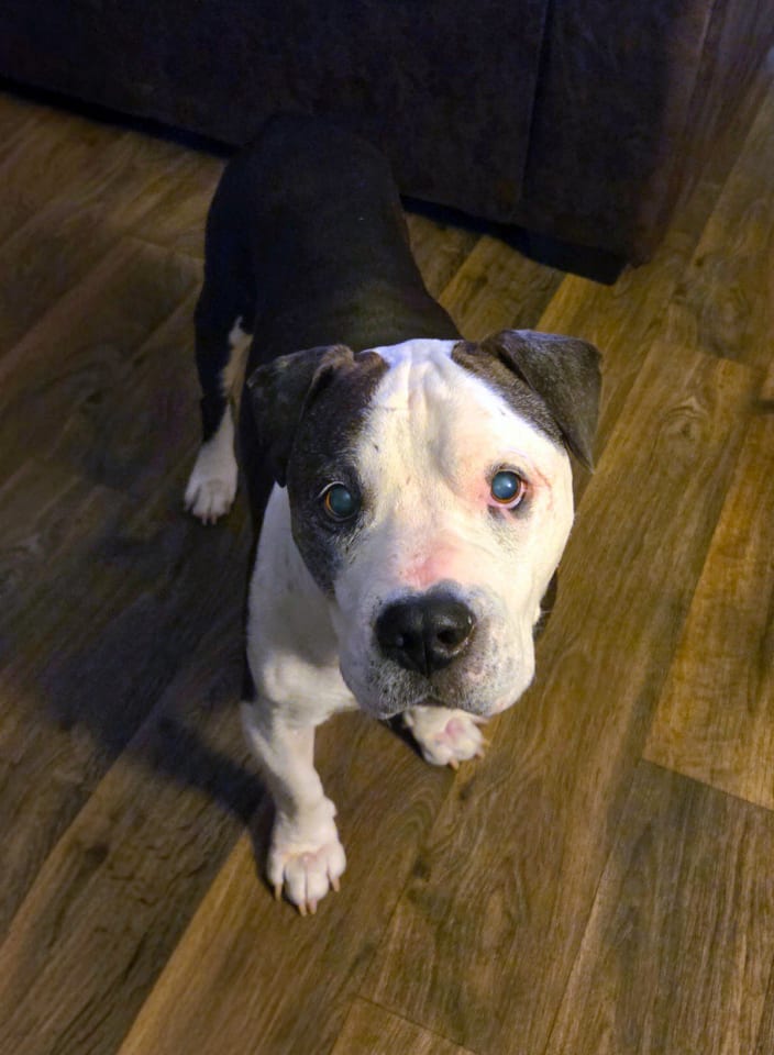 Photo of Meatball