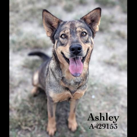 Photo of ASHLEY