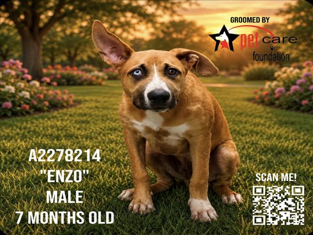 Photo of ENZO