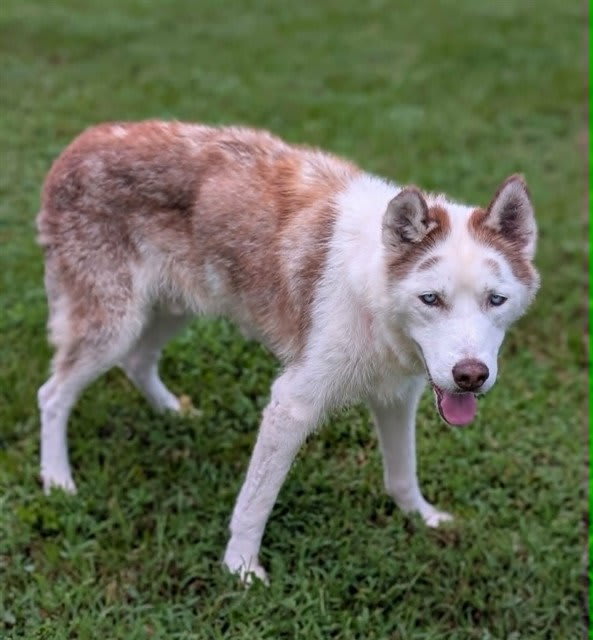 Photo of SHILOH