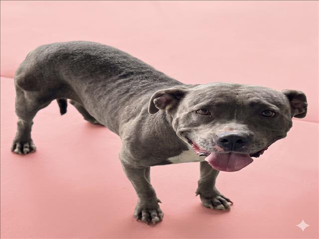 Photo of ROXANNE