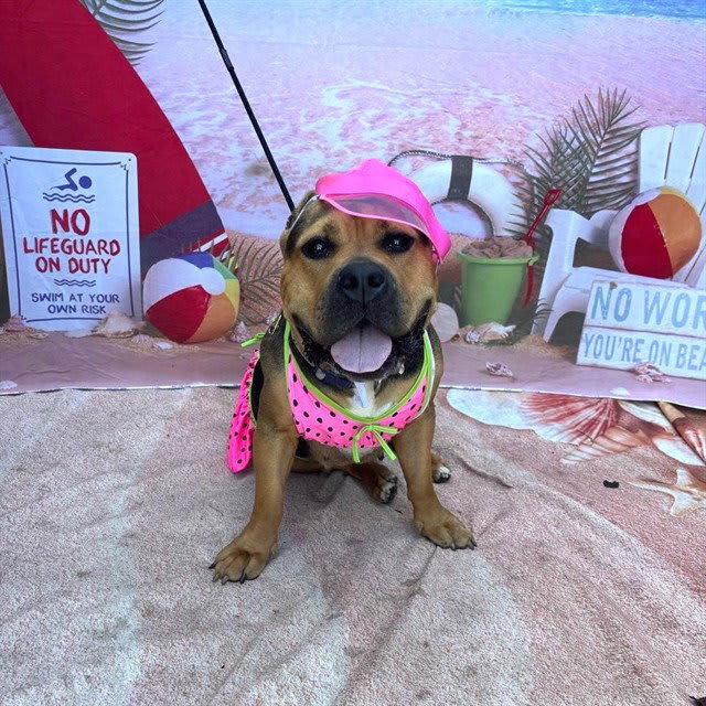Photo of SHEEBA