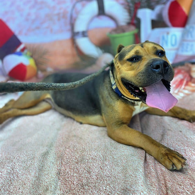 Photo of SHEEBA